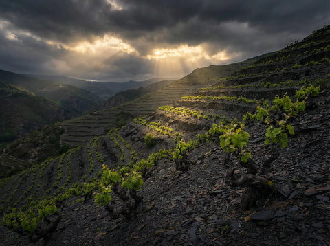 Viñedos viejos en laderas empinadas de suelo de pizarra en El Bierzo.