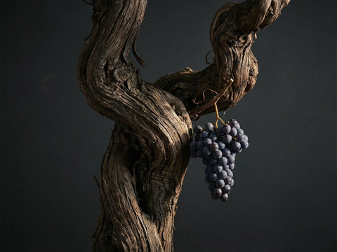 Detalle artístico de una cepa vieja, símbolo de la exclusividad de los vinos de autor y de finca.