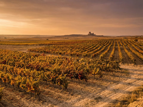 Viñedos de Ribera del Duero con colores otoñales y luz de atardecer, cuna de vinos tintos intensos.